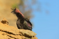Ibis skalni - Geronticus eremita - Waldrapp - Bald Ibis 5848